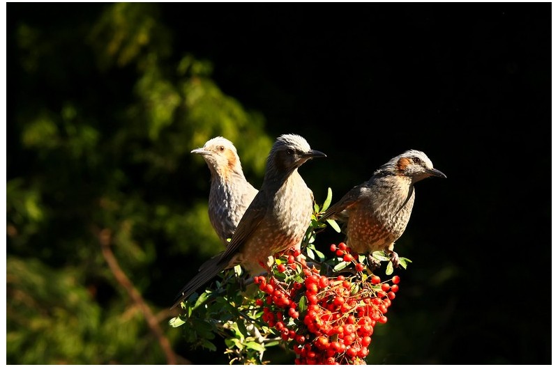 직박구니 삼형제`