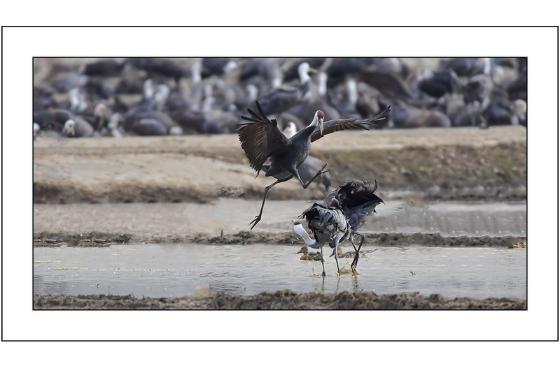흑두루미의 발차기....