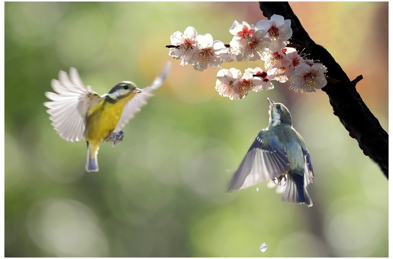 매화향기에 젖은 멋진 새`