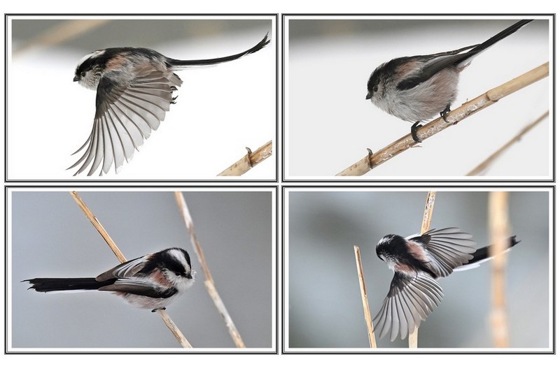 긴 꼬리 오목 눈이