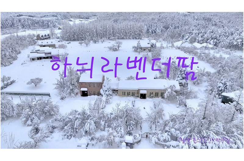강원도 폭설-2-하늬라벤다팜