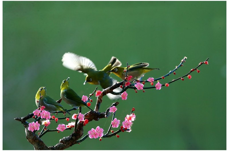매화향기 그욱한 곳```