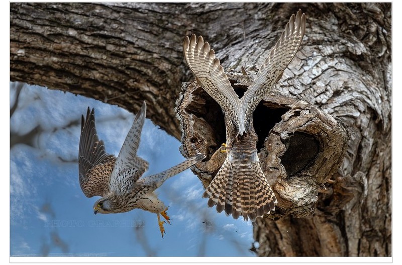 ): 오리장  황조롱이^^~