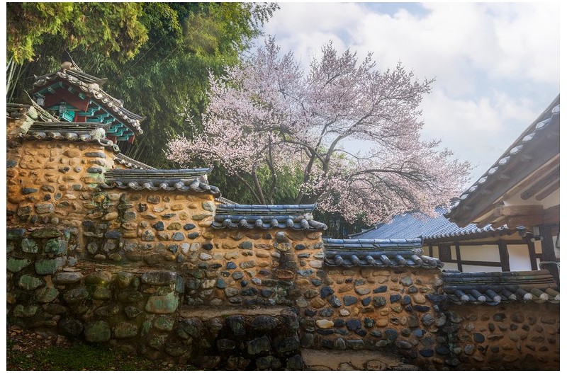 밀양 향교 매화