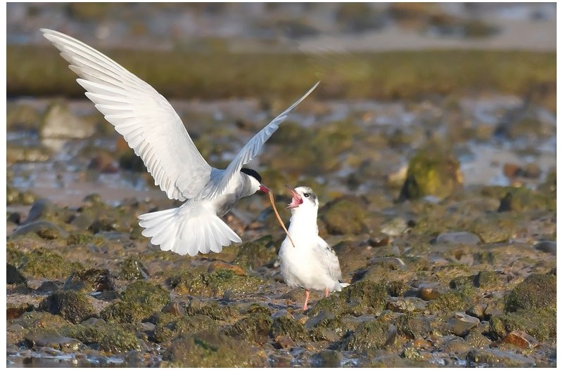 구레나롯 제비갈매기`