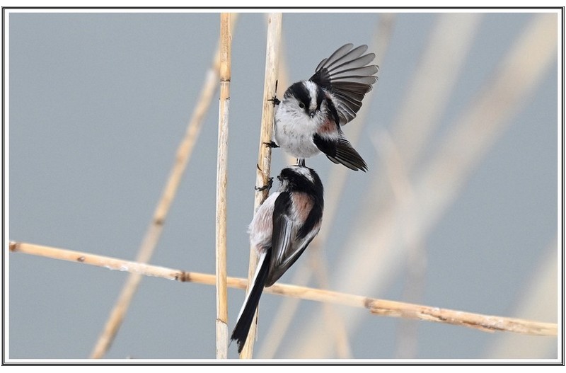 긴꼬리 오목 눈이