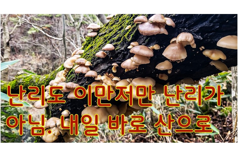 겨울에 이 버섯 알면 보약이 필요없다