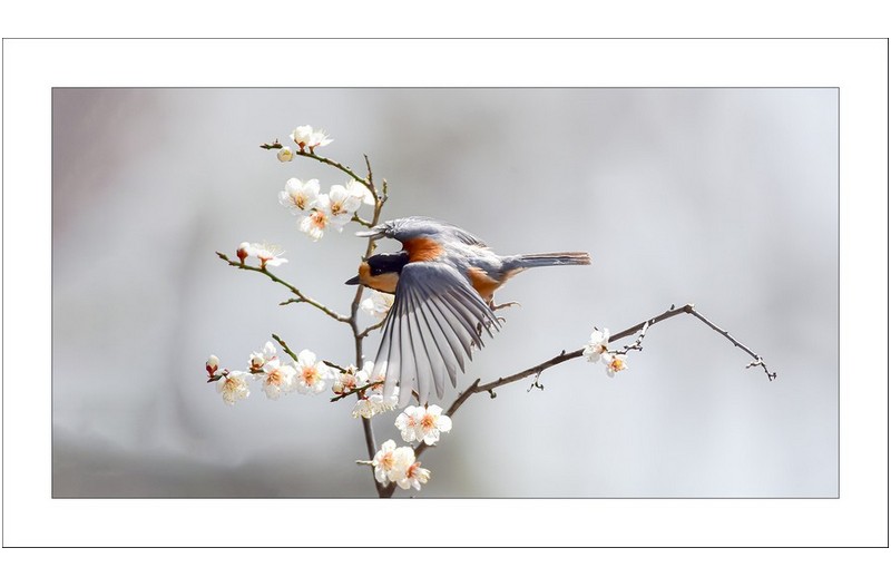 매화향을 찾아서...
