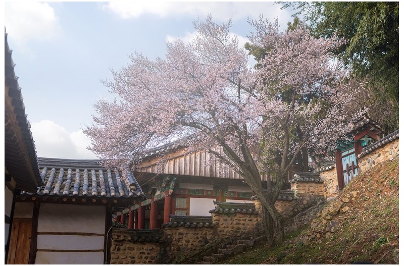밀양 향교 매화