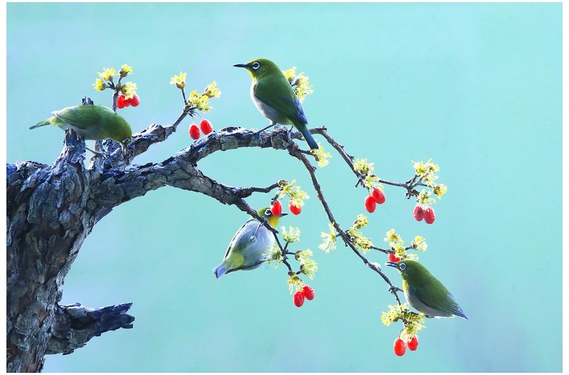 산수유에서 노는 동박새`