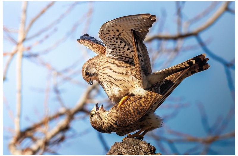 황조롱이 짝찟기