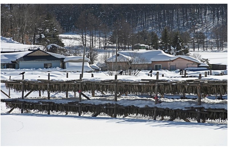 대관령 황태 덕장