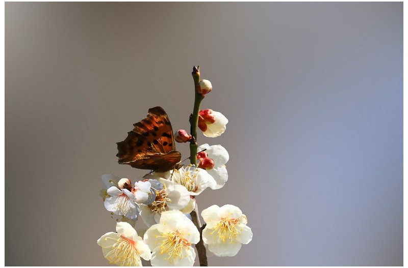 아름다운 매화`