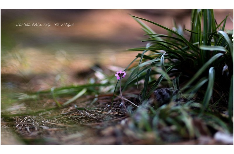 ㅡㅡㅡ   노루귀찾아 삼만리   ㅡㅡㅡ