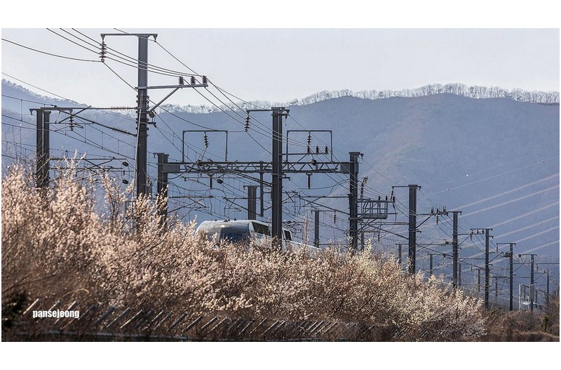 매화향기속으로