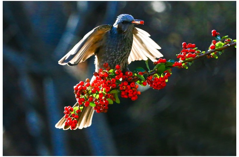 패리칸 열매을 따는직박구니`