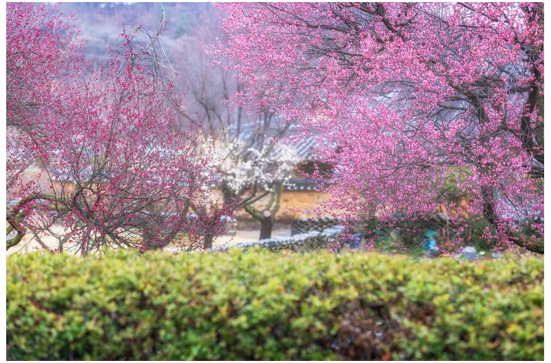 남평문씨 홍매화