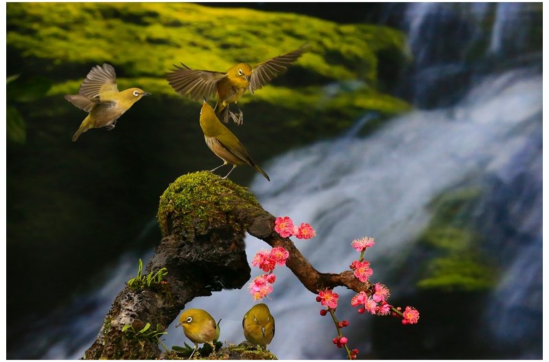 홍매에 노는 동박새`