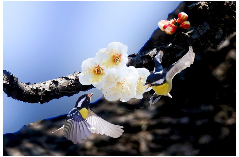 노랑배 진박새와 딱새암놈`