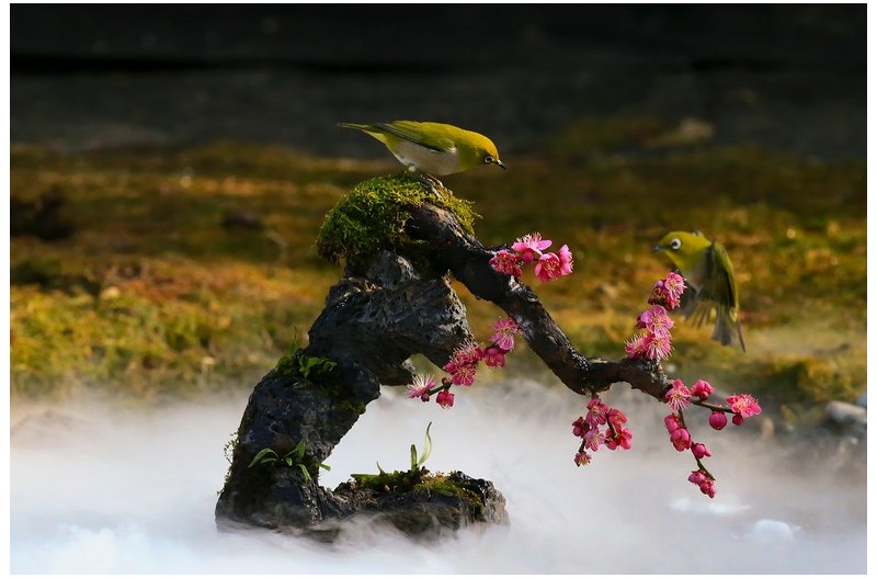 물안개 덮힌 홍매화`