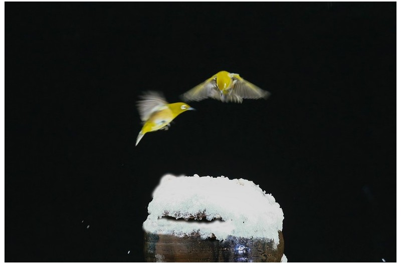 눈내린 장 단지에 동박새 노리터`