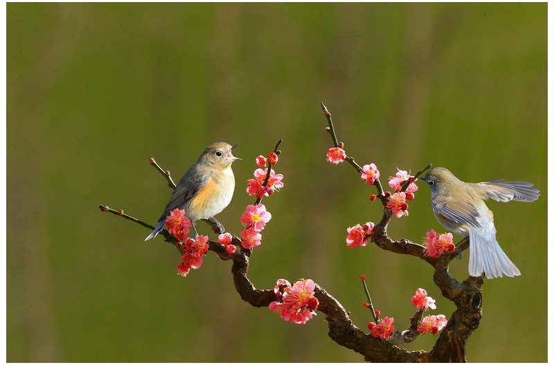 홍매와 유리딱새`