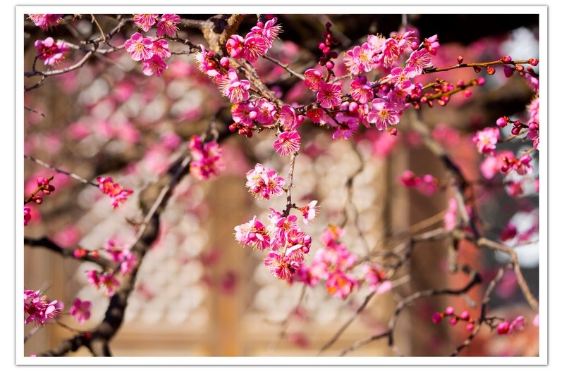 방문앞에 핀 매화