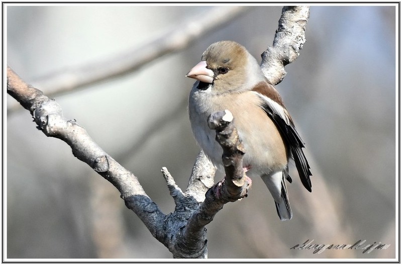 큰 부리 밀화 부리
