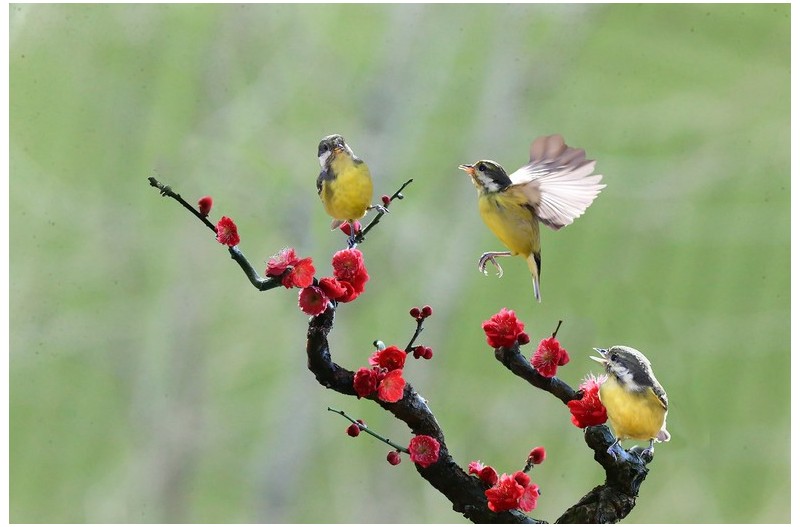노랑배 진박새`