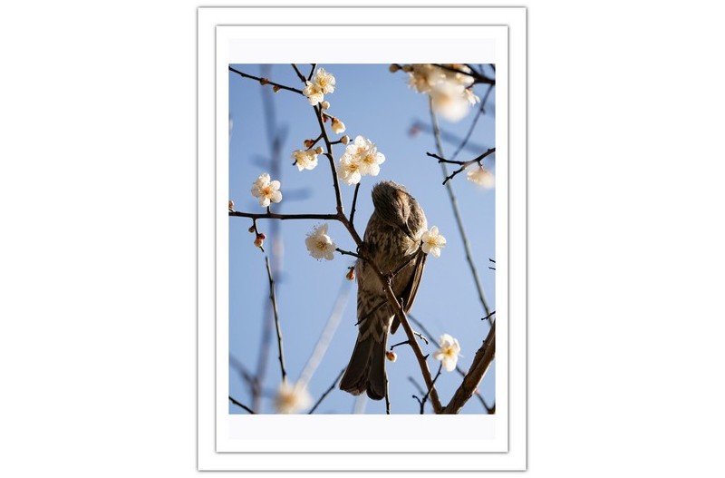 매화와 직박구리