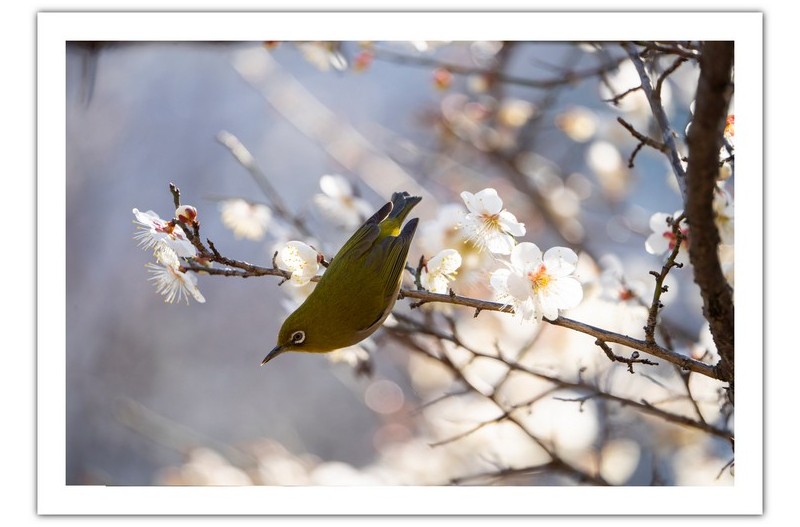 매화와 직박구리