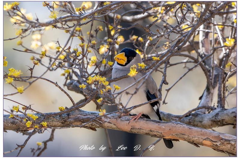 큰부리밀화부리
