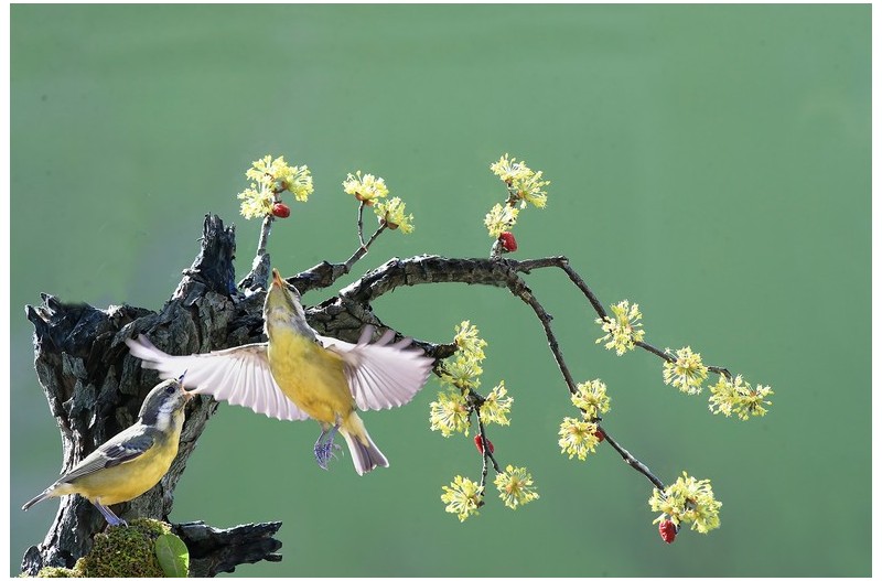 산수유에 들어온 멋진 새`