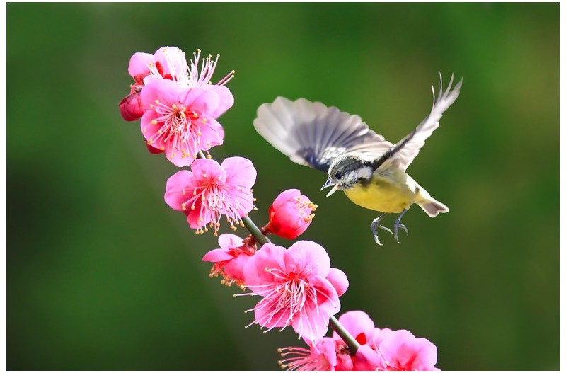홍매향기에 노랑배 진박새`