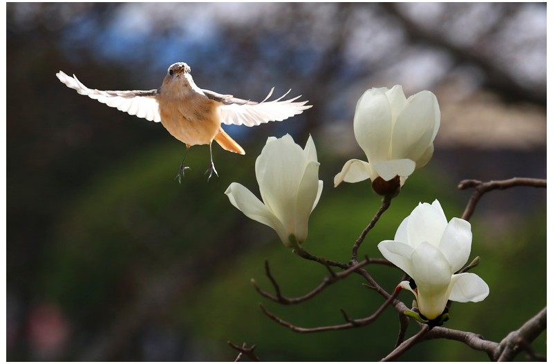 목연과 노랑배 진박새`