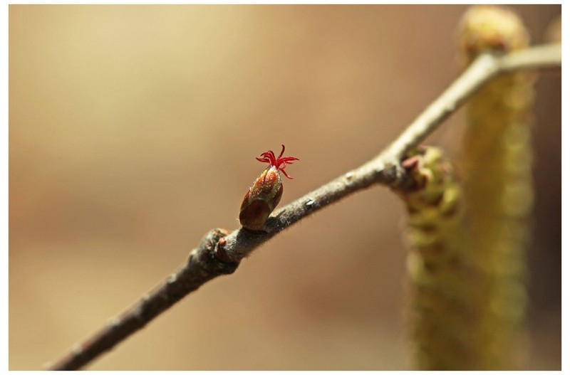 개암꽃 (암꽃과 숫꽃)