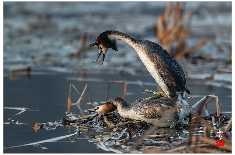뿔논병아리의 사랑