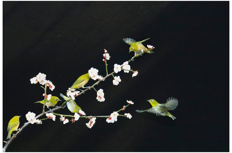 매화향기에 젖은 동박새`