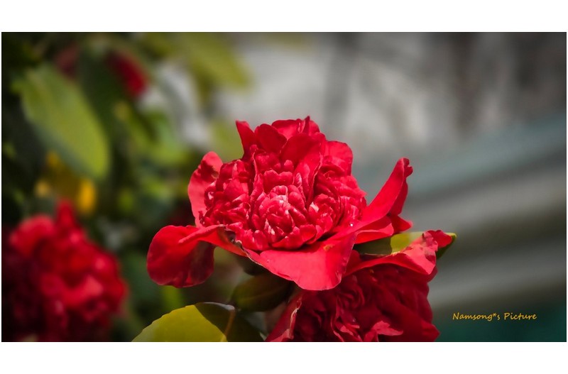 피고 지면서 -----