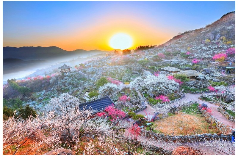 청매실 농원 일출