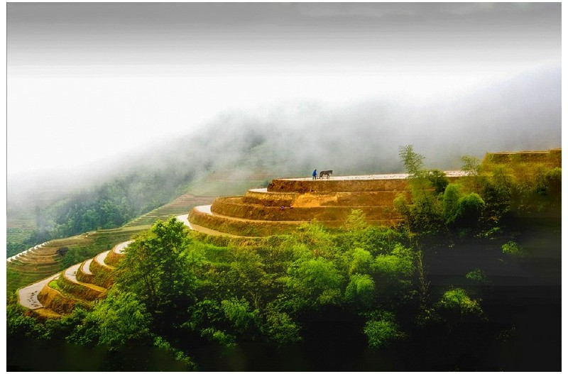 다랭이논과 운무