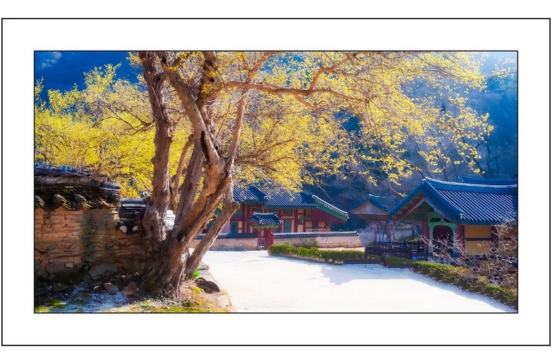 산수유필때에....