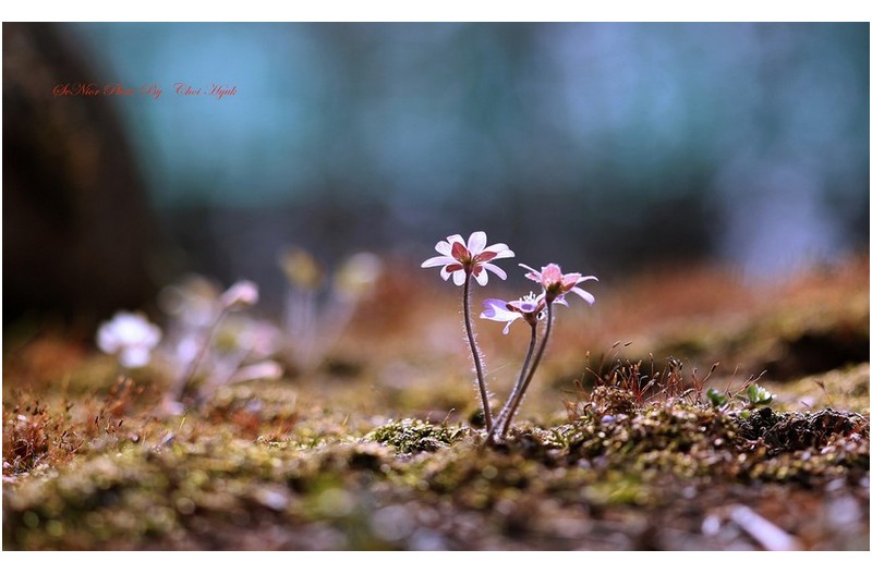 ㅡㅡㅡ   들 꽃에서   ㅡㅡㅡ