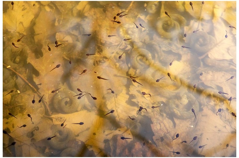 봄쇠식(올챙이)