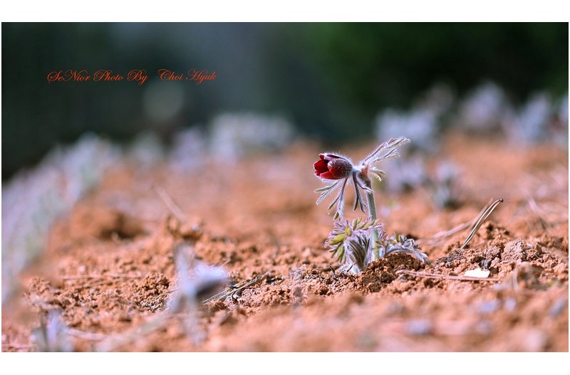 ㅡㅡㅡ    학습원   할미꽃   ㅡㅡㅡ  ㅡㅡㅡ