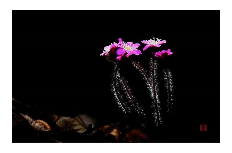 분홍노루귀 자태