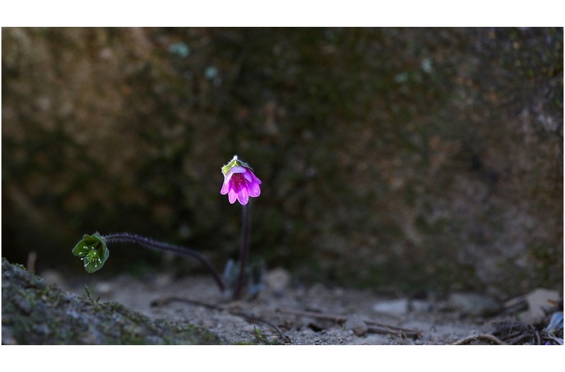 외로운 분홍노루귀