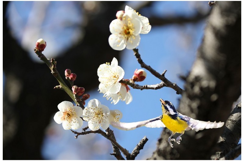 노랑배 진박새`