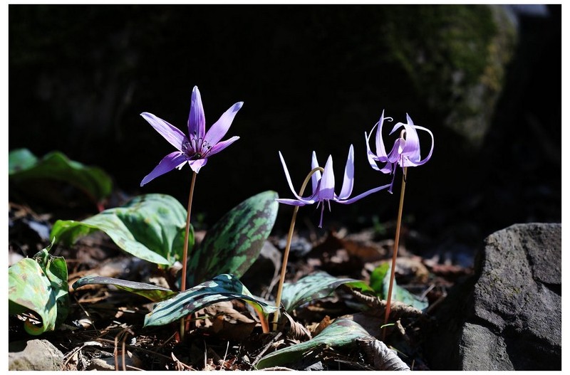 야생화 (얼레지 외 4종)
