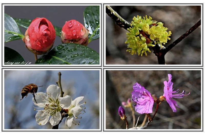 4종 에 봄꽃
